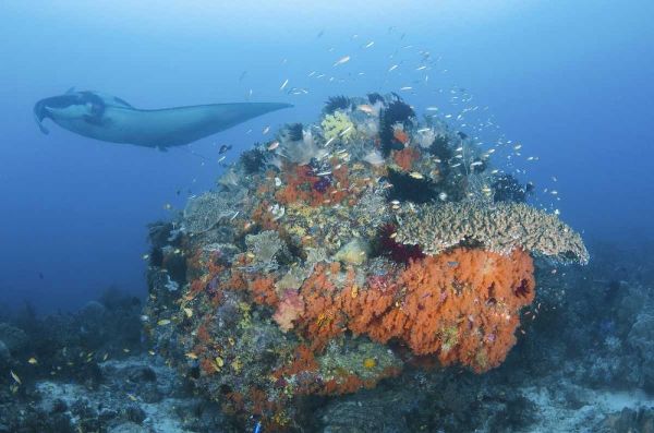 Indonesia, Papua, Dampier Strait Manta ray